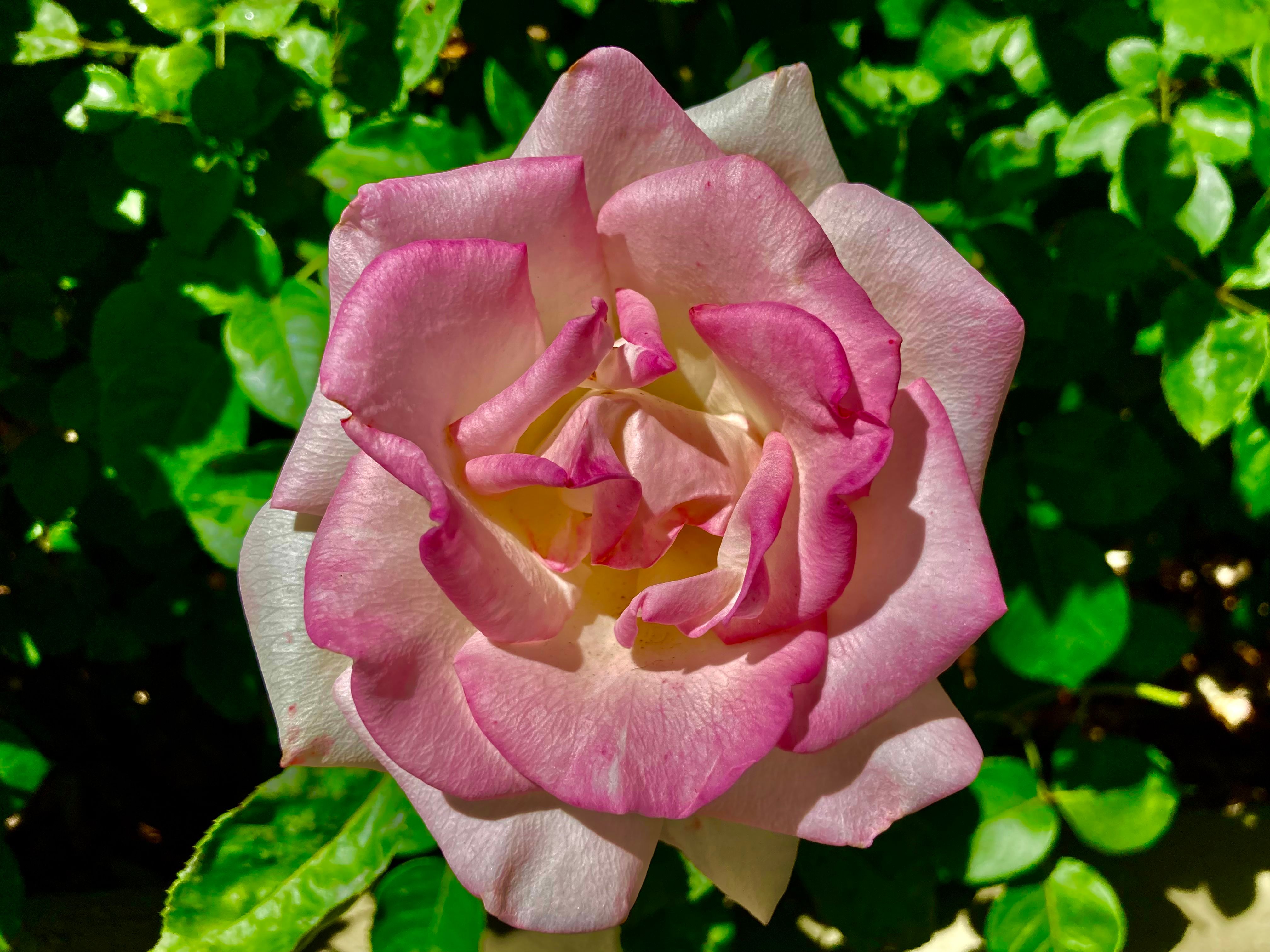 Pink Rose in Bloom · Free Stock Photo