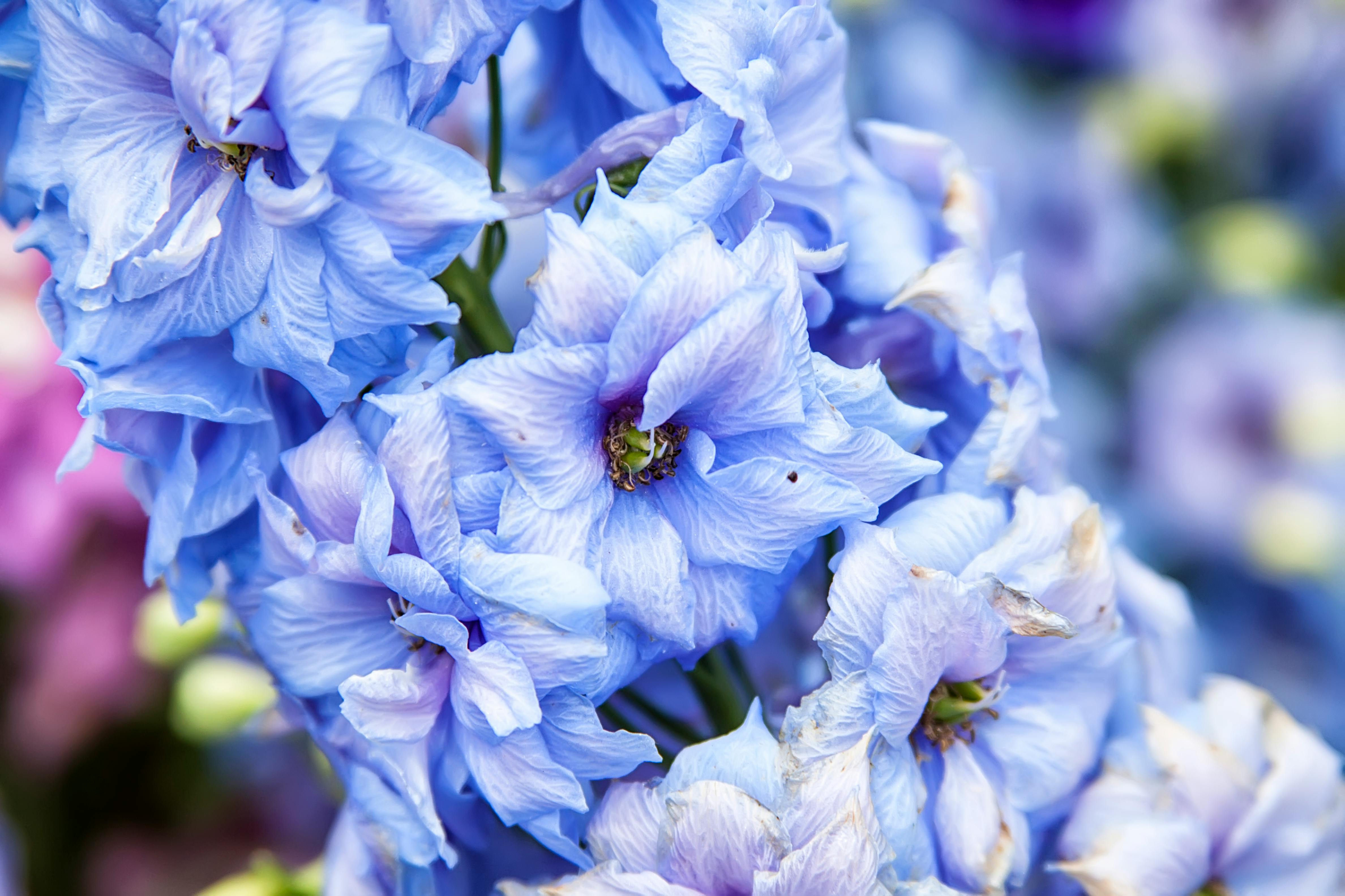 Free stock photo of beautiful flowers, blue flowers
