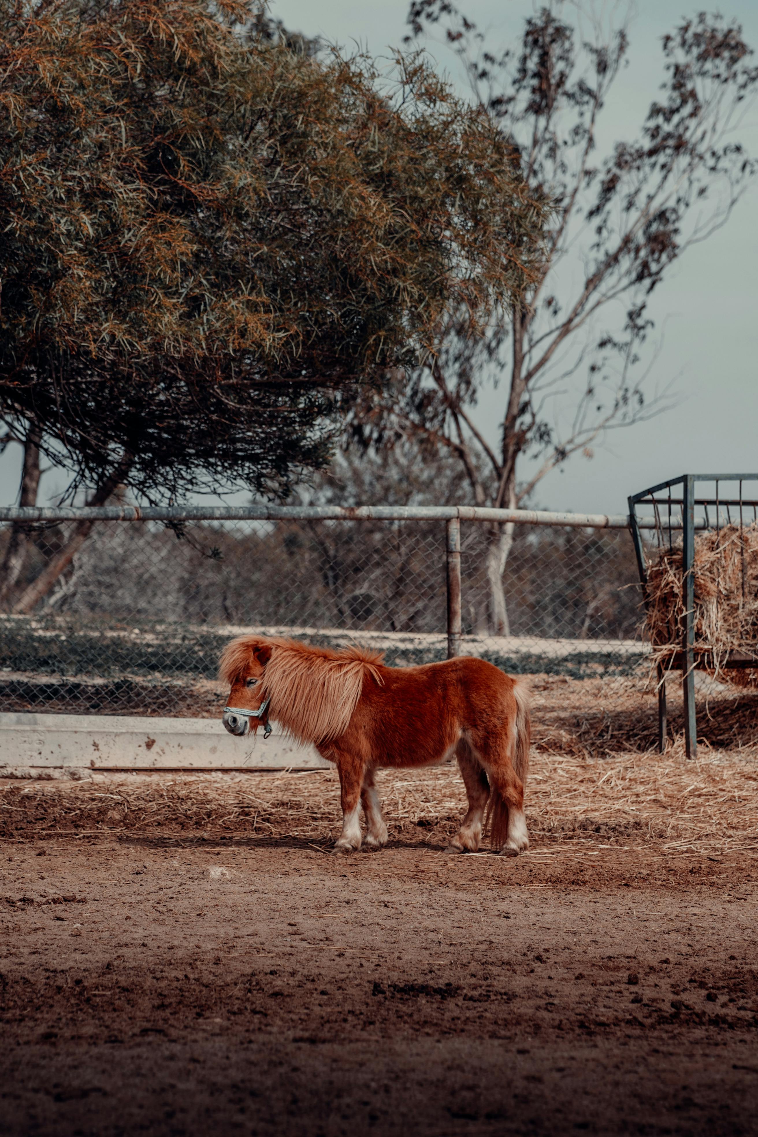 brown horse in the cage