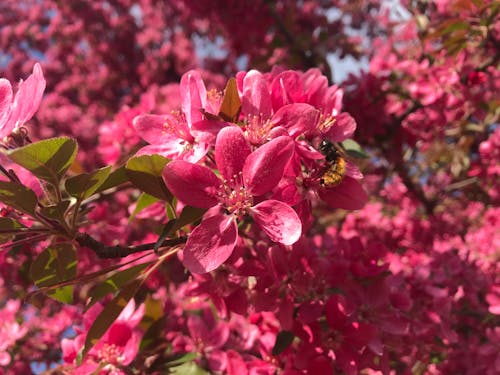 特寫, 粉紅色的花, 綻放的花朵 的 免費圖庫相片