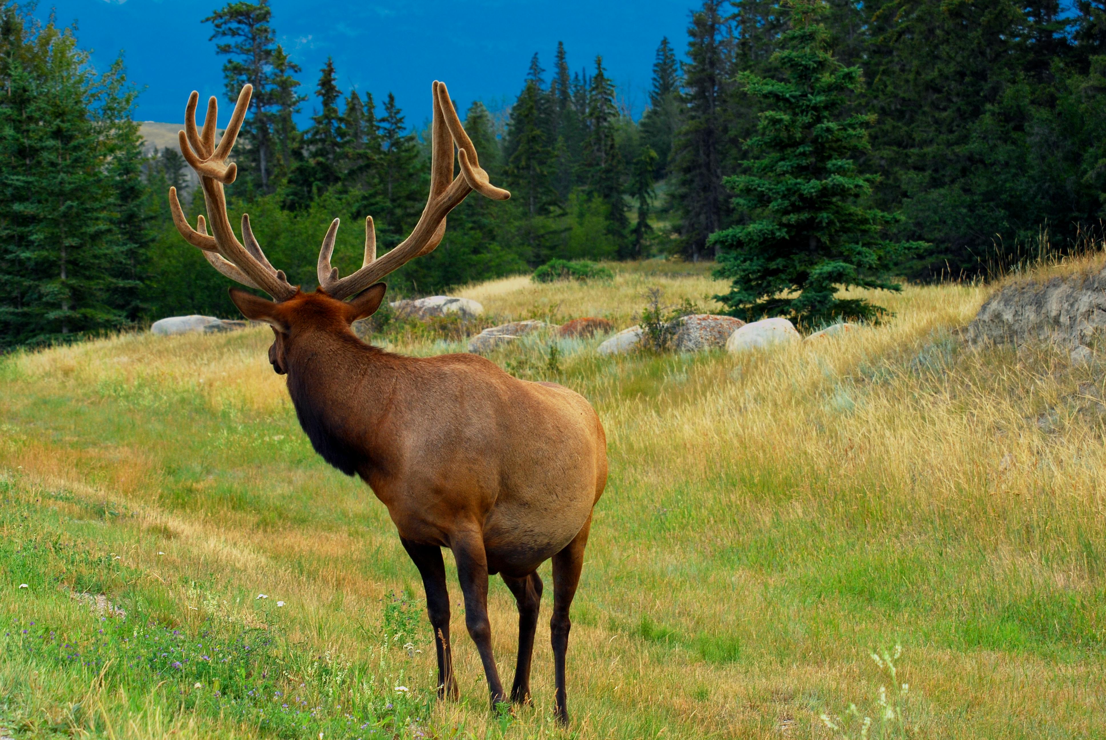 Free stock photo of animal, canada, deer