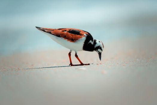 A Ruddy Turnstone Bird Walking on the Sandy Shore