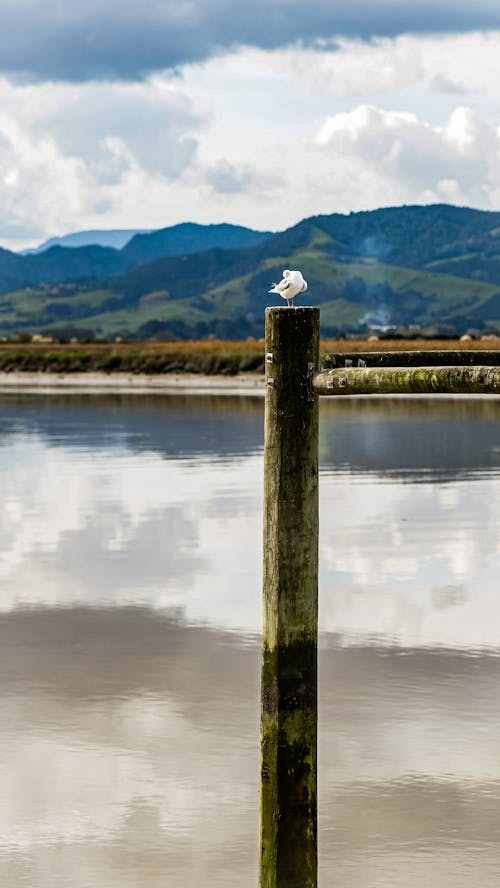 Základová fotografie zdarma na téma dřevěný pól, fotografování zvířat, hory