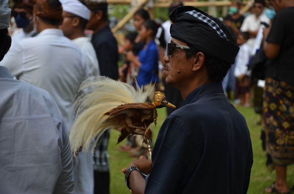 Rekam Jejak Satwa Langka: Menguak Kehidupan Burung Cendrawasih Ekor Panjang di Hutan Arfak