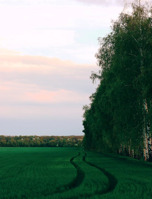 Green Trees on Green Grass Field Under White Clouds