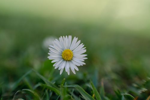 Free Beautiful close-up of a single white daisy flower blooming in sunny outdoors. Stock Photo