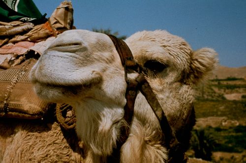Free Portrait of a camel with saddle in a Tunisian rural setting. Stock Photo