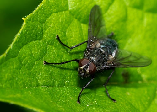 Black Fly Perched on Green Leaf