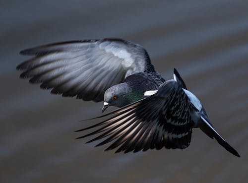 Photo of a Bird Flying