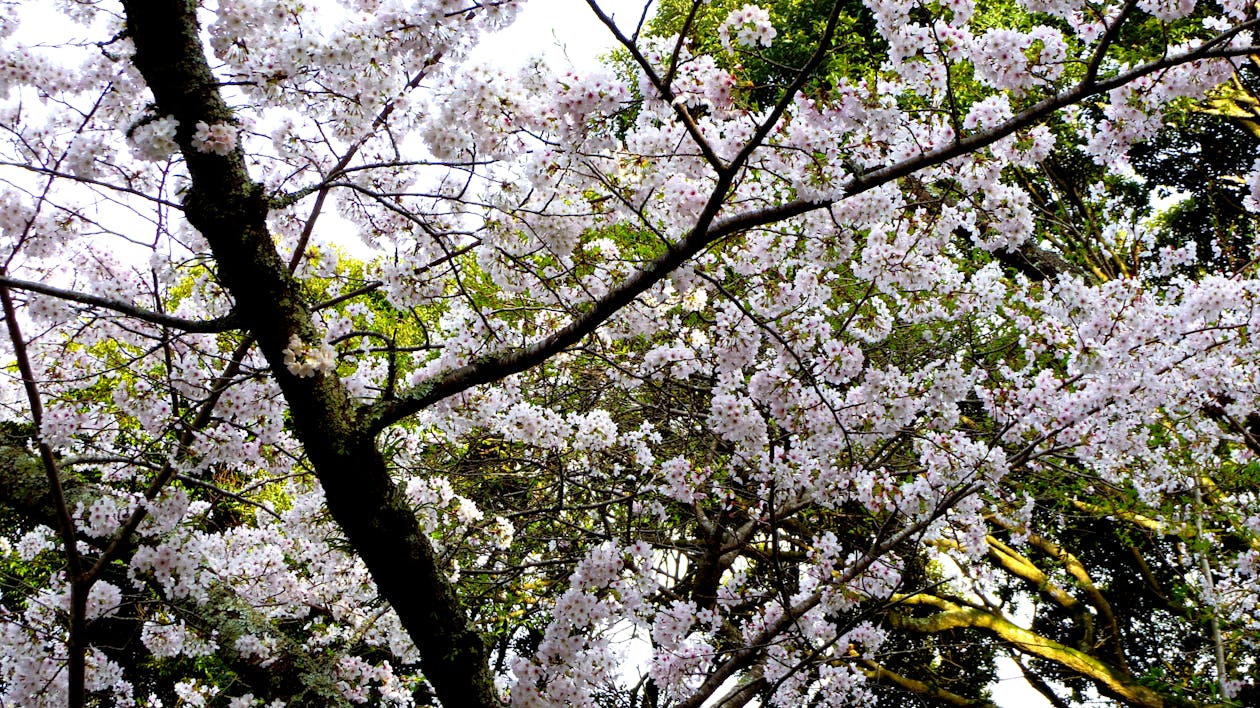 Free cherry blossom silent Stock Photo