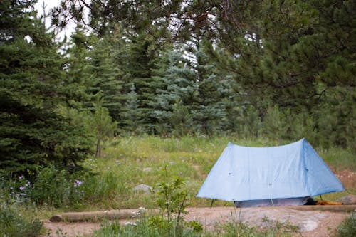 Foto d'estoc gratuïta de acampant, aventura, bosc