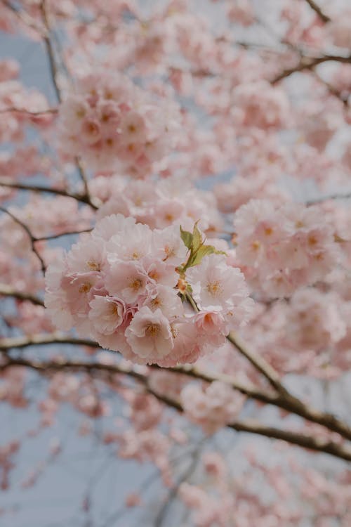 Gratis lagerfoto af blomsterfotografering, blomstrende, lodret skud