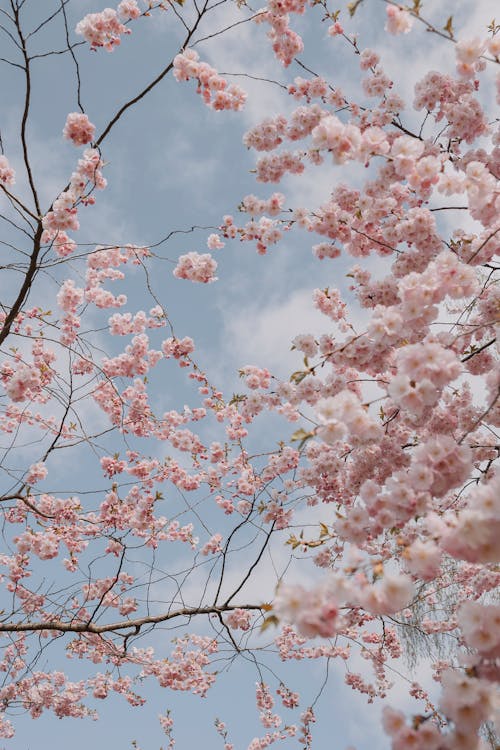 Ilmainen kuvapankkikuva tunnisteilla kirsikankukat, kukat, kuva alakulmasta