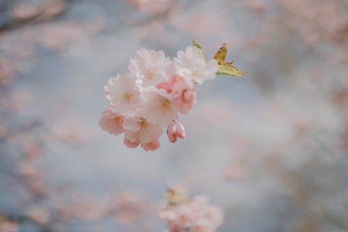 Ilmainen kuvapankkikuva tunnisteilla bokeh, kasvu, kirsikankukat