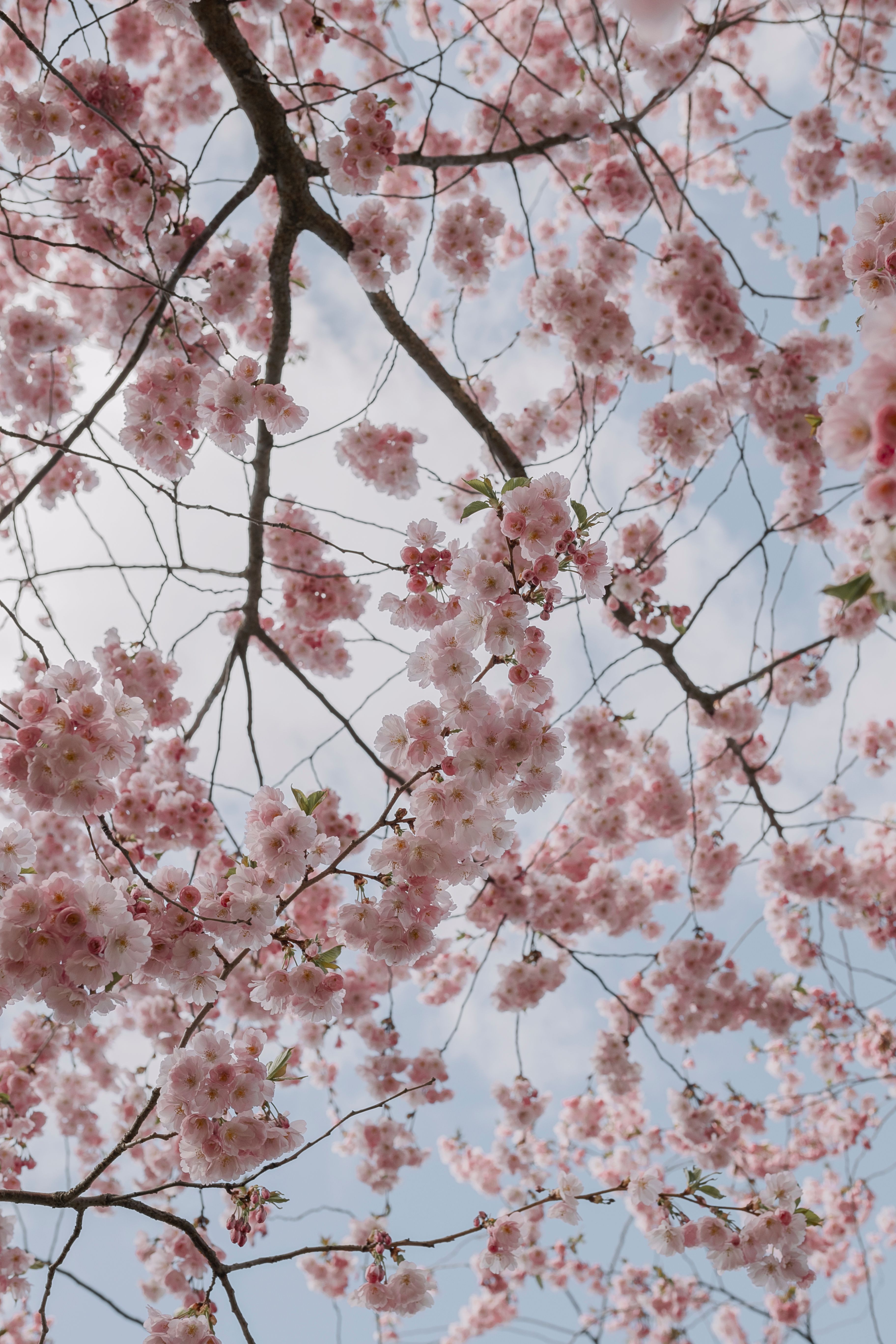Pink Cherry Blossom Tree · Free Stock Photo