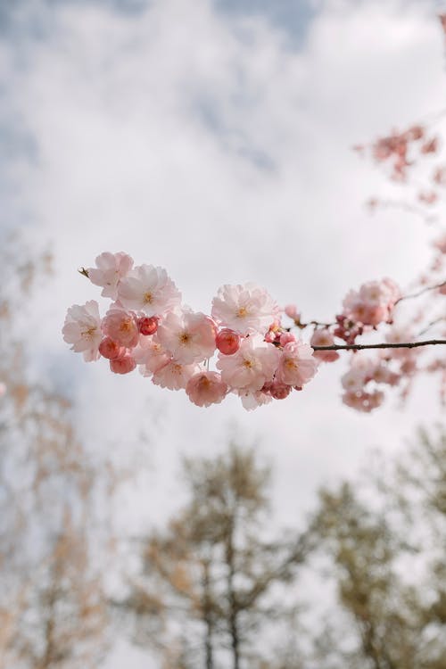 Ilmainen kuvapankkikuva tunnisteilla kasvikunta, kirsikkapuu, kukat