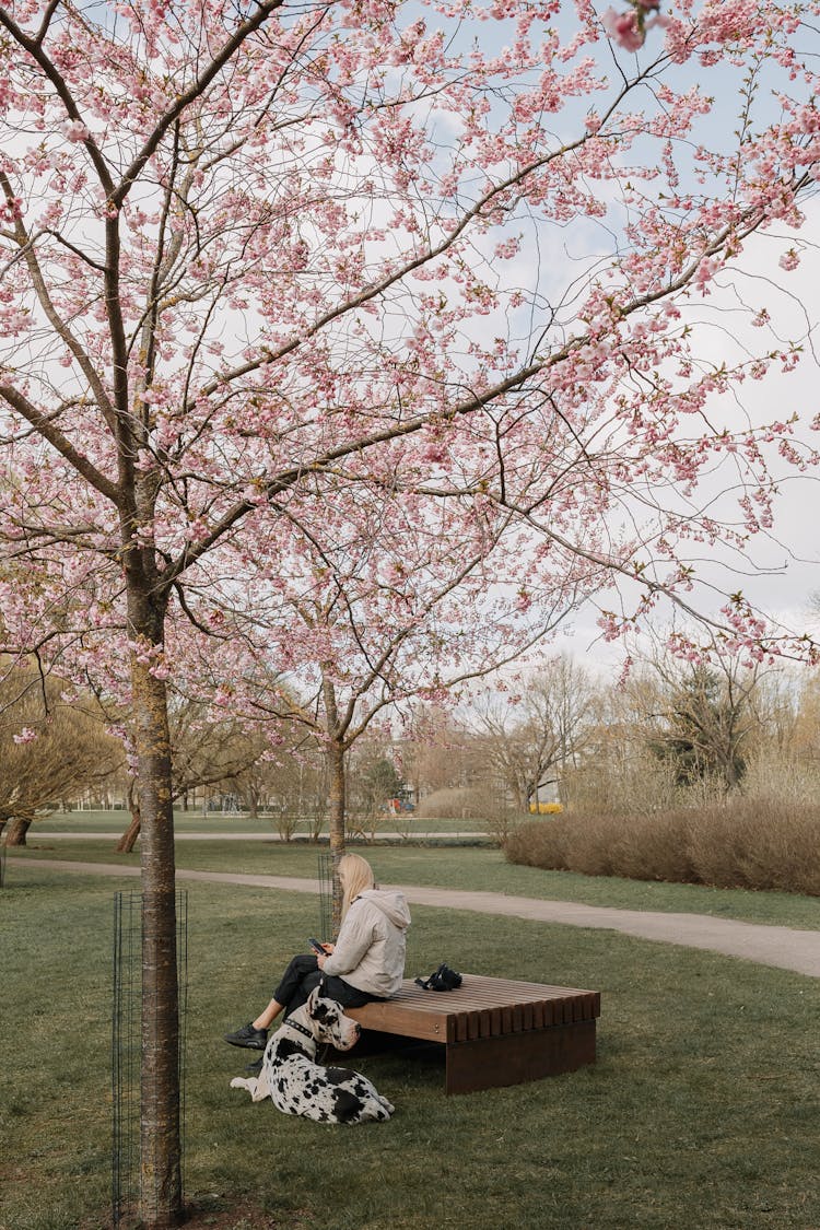 Woman Sitting With Dog Under Tree In Park In Spring