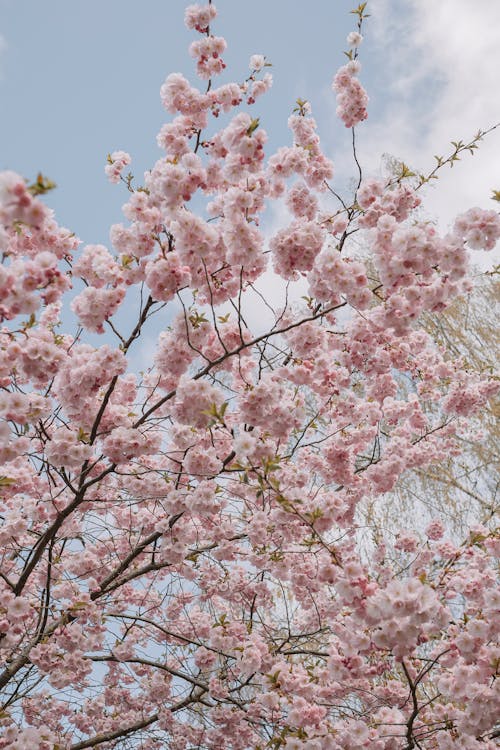 Безкоштовне стокове фото на тему «вертикальні постріл, весна, вишневий цвіт» стокове фото