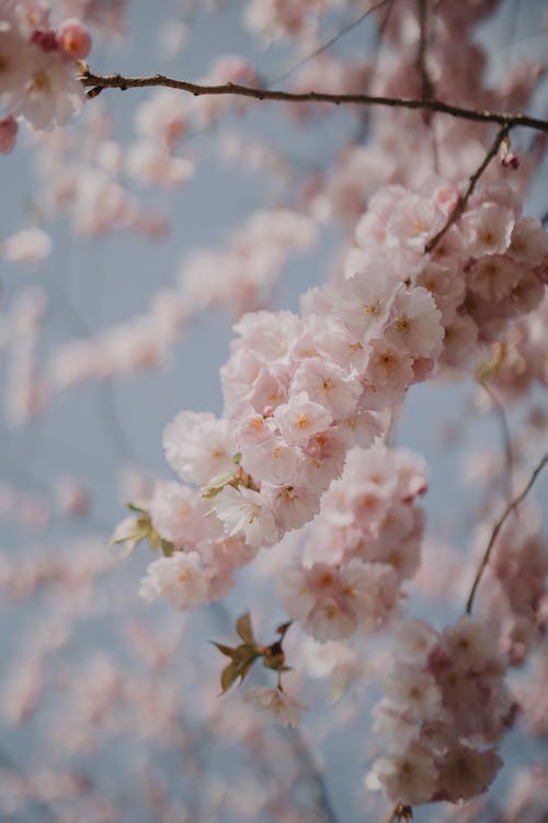 Gratis lagerfoto af blomsterfotografering, blomstrende, kirsebærblomster