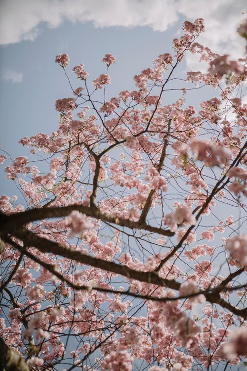 Free Upward view of cherry blossom branches in full bloom against a clear blue sky. Stock Photo