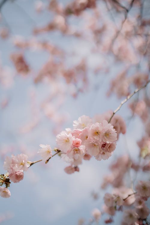 Fotobanka s bezplatnými fotkami na tému čerešňový kvet, flóra, jar