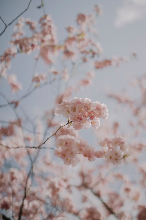 Gratis lagerfoto af blomsterfotografering, blomstrende, kirsebærblomster