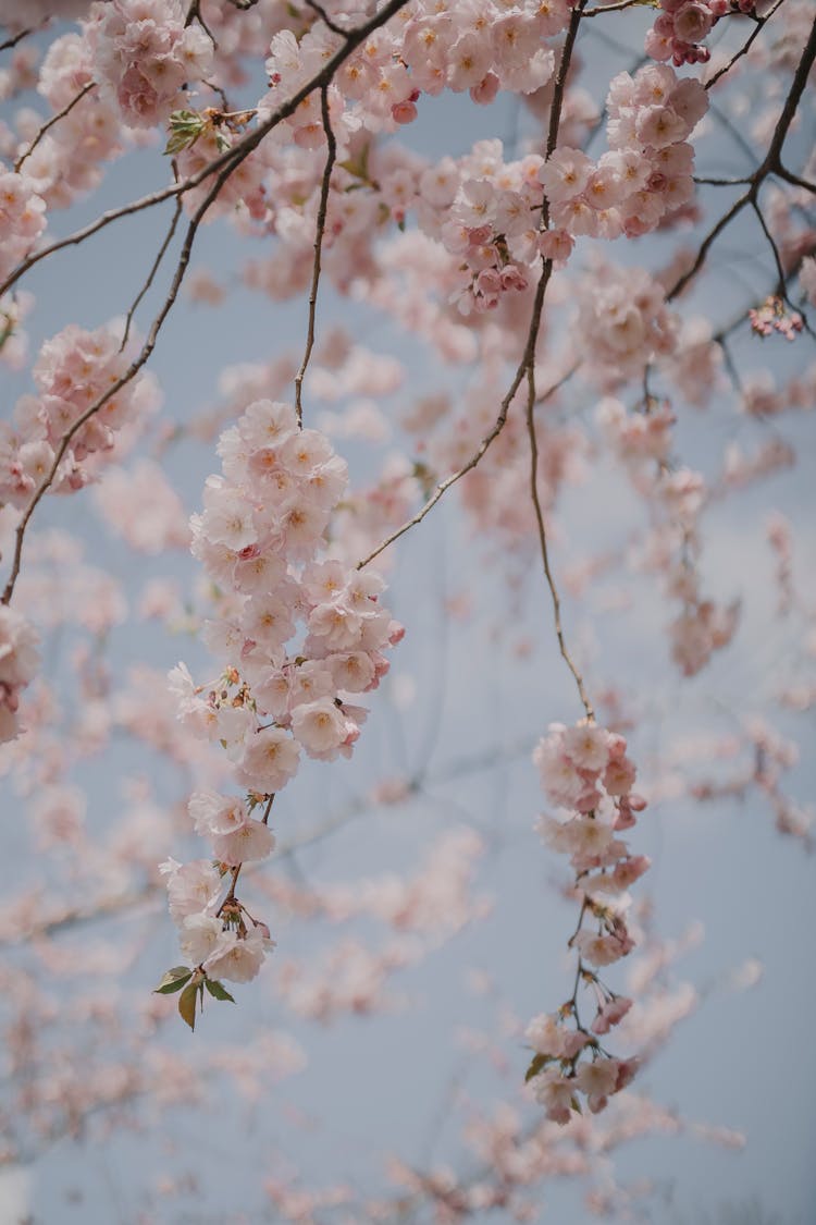 Close-up Of Cherry Tree In Blossom 