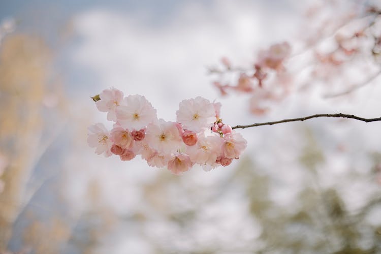 Close-up Of A Cherry Tree Blossom