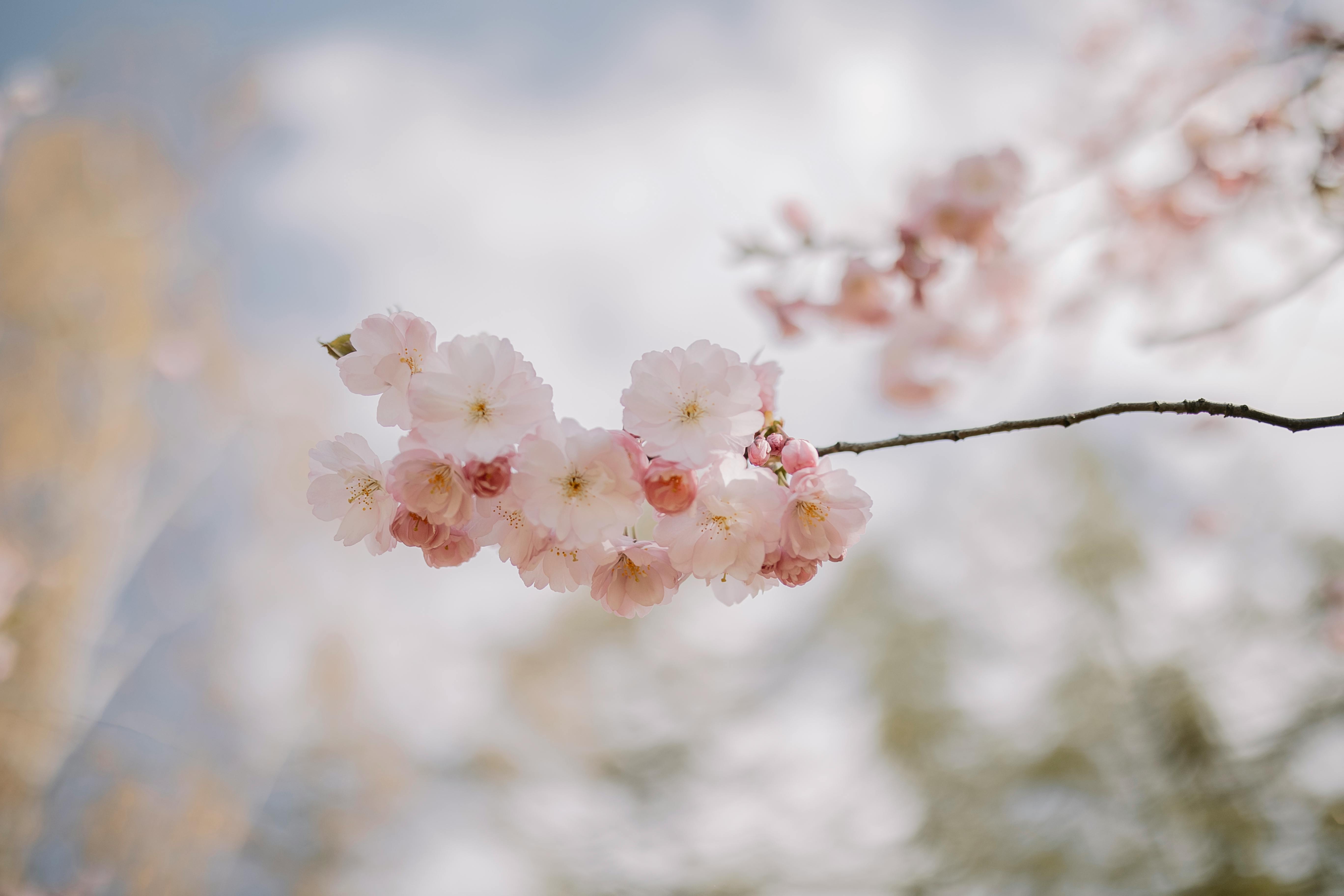 Cherry Blossom Wallpaper Photos, Download The BEST Free Cherry Blossom Wallpaper Stock Photos & HD Images Cherry Blossom Wallpaper Photos, Download The BEST Free Cherry Blossom Wallpaper Stock Photos & HD Images