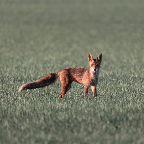 Close Up Photo of Fox on Green Grass