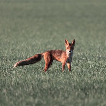 The FOXP2 Gene