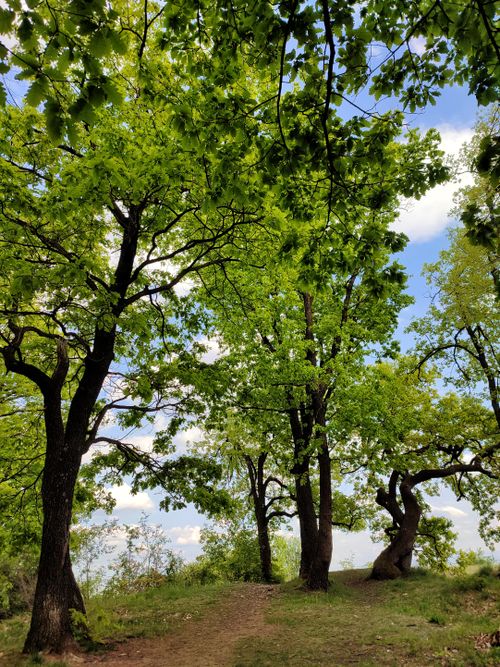 Free Beautiful green trees in a peaceful forest under a bright blue sky. Stock Photo
