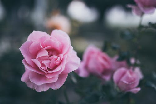 Pink Flower in Close Up Photography