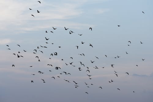 Foto d'estoc gratuïta de aviari, bandada, cel