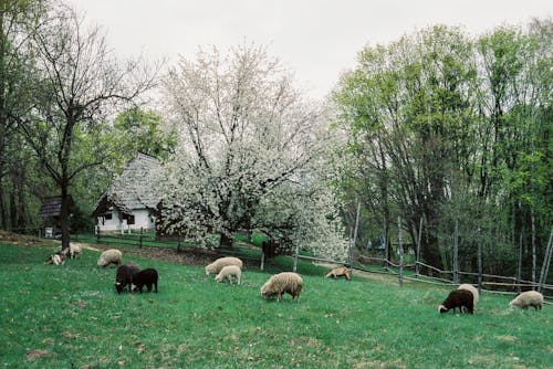 ağaçlar, alan, çiftlik hayvanları içeren Ücretsiz stok fotoğraf