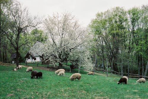 Immagine gratuita di alberi, bestiame, campo