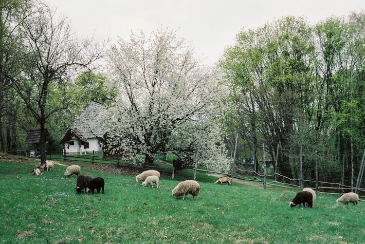 Sheep Grazing On The Pasture