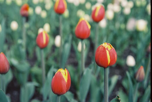 Close-up of red tulips with yellow edges blooming in Lviv. Bright spring flowers in full bloom.