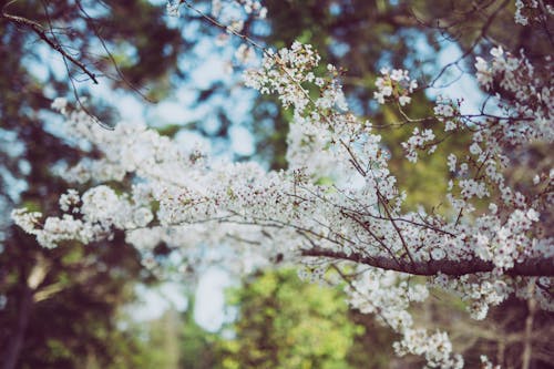 Free White Cherry Blossoms Stock Photo