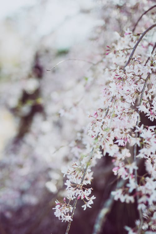 Free Photograph of White Cherry Blossoms  Stock Photo