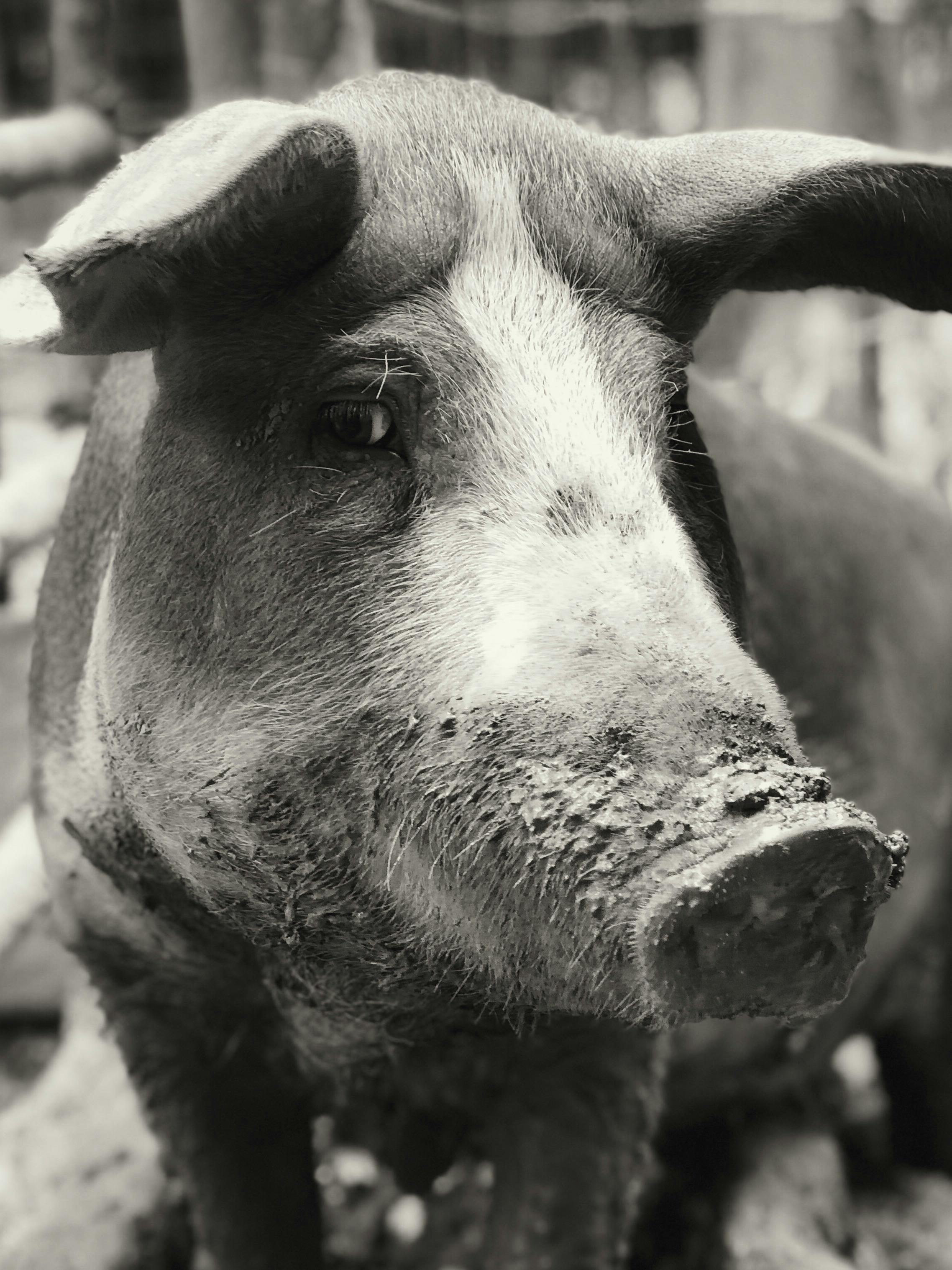Free stock photo of farm, pig