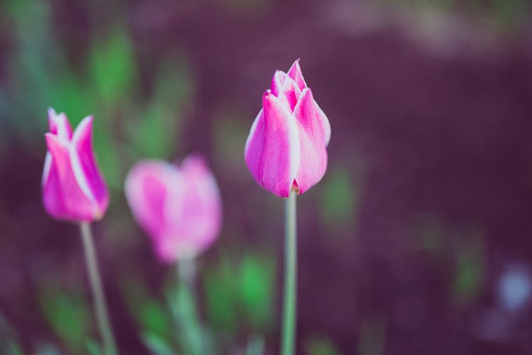 Closeup Of Pink Tulips In A Garden