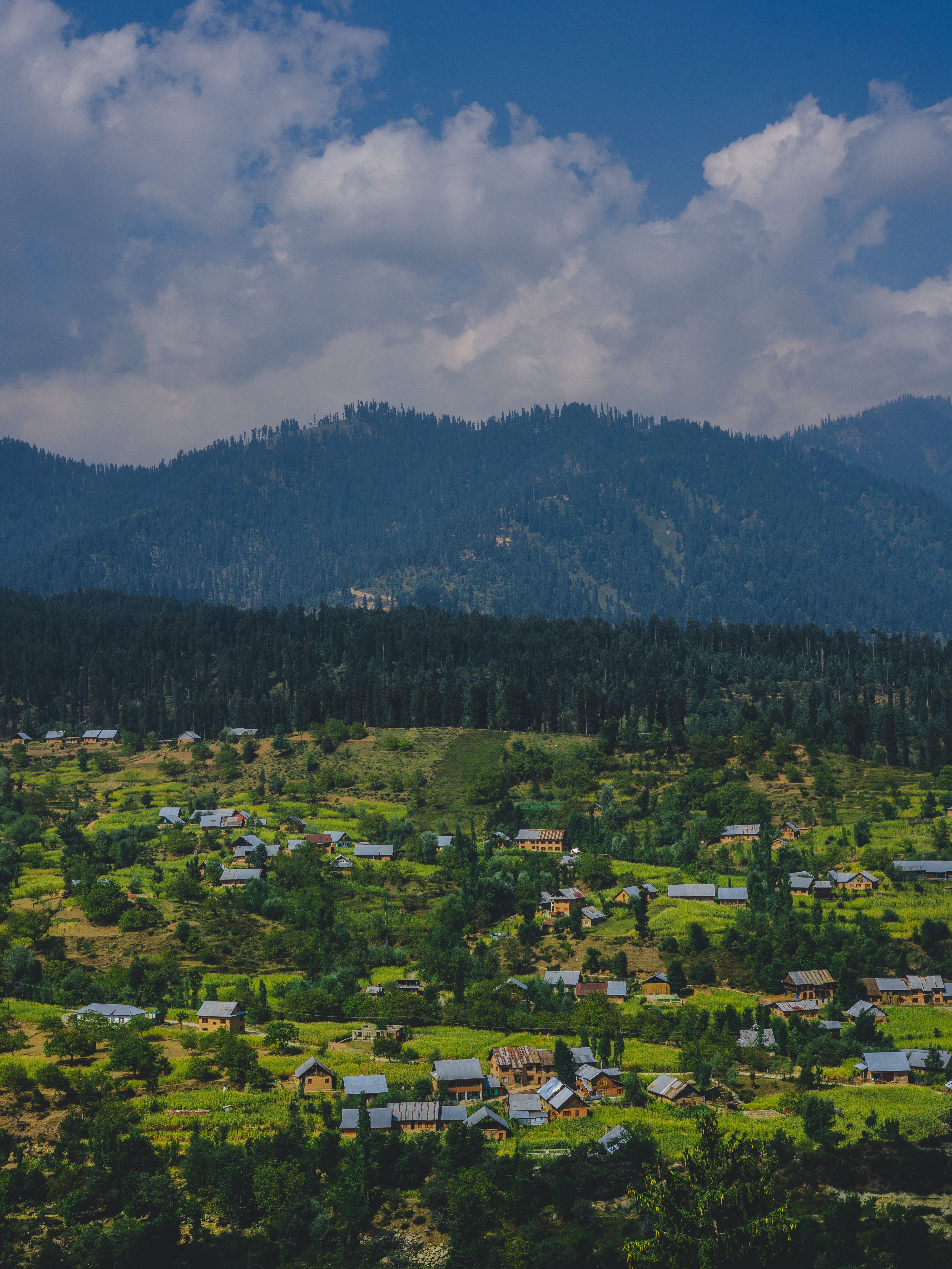 Aerial View of Green Trees on Grass Field · Free Stock Photo