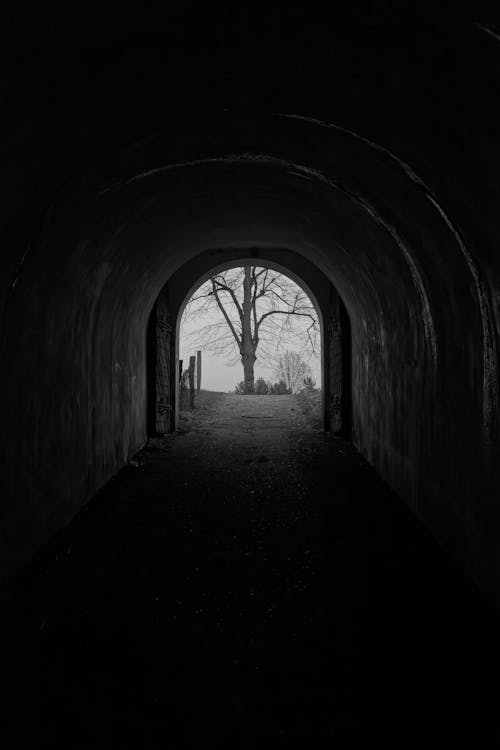 Photos gratuites de arbre, échelle des gris, monochrome