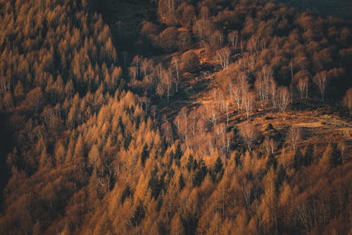 Aerial Shot of Brown Trees in a Forest
