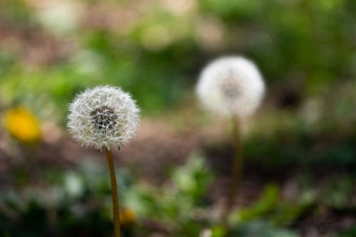 Selective Focus Photograph of a Dandelion