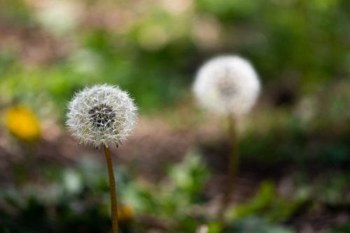 Free A delicate dandelion seed head photographed with a soft focus background outdoors. Stock Photo