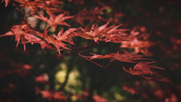 Vibrant red Japanese maple leaves captured in a close-up during fall.