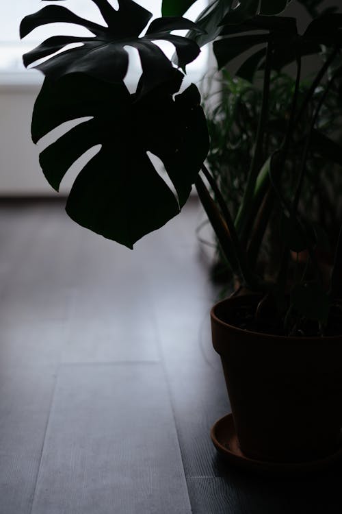 Silhouette of a Plant Leaf