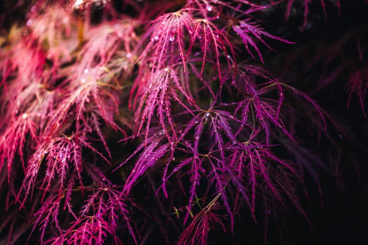 Purple Fresh Leaves On A Japanese Garden Tree Spring Season With The Sun Casting Its Warm Rays Through The Foliage In The Morning. Small Leaves  Black The Magical Background